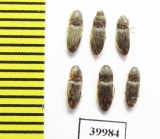 Elateridae sp.  Tajikistan - INSECTS-STORE.RU