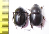 Dynastinae sp., pair  South Africa Rep. - INSECTS-STORE.RU