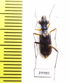 Tetracha fruhstorferi  Vietnam - INSECTS-STORE.RU