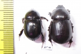 Dynastinae sp., pair  South Africa Rep. - INSECTS-STORE.RU
