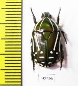 Rhabdotis semipunctata  South Africa Rep. - INSECTS-STORE.RU