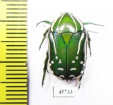 Rhabdotis semipunctata  South Africa Rep. - INSECTS-STORE.RU