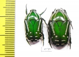 Rhabdotis semipunctata, pair  South Africa Rep. - INSECTS-STORE.RU
