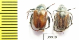 Anisoplia segetum zoubkovi  Kazakhstan - INSECTS-STORE.RU