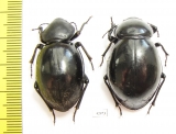 Tenebrionidae sp., pair  Angola - INSECTS-STORE.RU