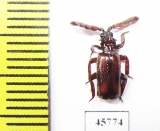 Paussinae sp.  South Africa Rep. - INSECTS-STORE.RU