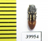 Buprestidae sp.  Namibia - INSECTS-STORE.RU