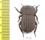 Anomalipus sp.  South Africa Rep. - INSECTS-STORE.RU