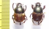 Digitonthophagus sp., pair  Ethiopia - INSECTS-STORE.RU