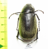 Melolonthinae sp.  Honduras - INSECTS-STORE.RU