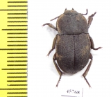 Anomalipus sp.  South Africa Rep. - INSECTS-STORE.RU