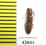 Cleridae sp.  South Africa Rep. - INSECTS-STORE.RU