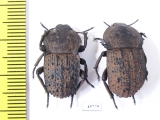 Anomalipus sp., pair  South Africa Rep. - INSECTS-STORE.RU