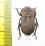 Anomalipus sp.  South Africa Rep. - INSECTS-STORE.RU