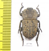 Anomalipus sp.  South Africa Rep. - INSECTS-STORE.RU