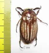 Melolontha sp.  Vietnam - INSECTS-STORE.RU