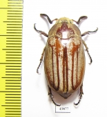 Melolontha sp.  Vietnam - INSECTS-STORE.RU