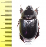Temnorhynchus sp., male  South Africa Rep. - INSECTS-STORE.RU