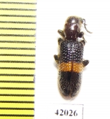 Cleridae sp.  South Africa Rep. - INSECTS-STORE.RU