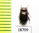 Hybosoridae sp.  Laos - INSECTS-STORE.RU