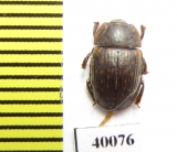 Nitidulidae sp.  Zambia - INSECTS-STORE.RU