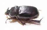 Temnorhynchus sp., male  South Africa Rep. - INSECTS-STORE.RU