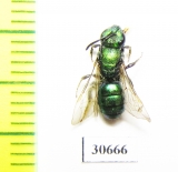 Hymenoptera sp.  Canada - INSECTS-STORE.RU