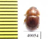 Nitidulidae sp.  Peru - INSECTS-STORE.RU