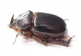 Temnorhynchus sp., male  South Africa Rep. - INSECTS-STORE.RU