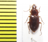 Carabidae sp.  Ethiopia - INSECTS-STORE.RU