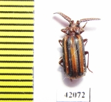 Paussinae sp.  South Africa Rep. - INSECTS-STORE.RU