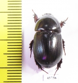 Dynastinae sp.  South Africa Rep. - INSECTS-STORE.RU