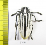 Julodis cailliaudi spectabilis  Saudi Arabia 31mm - INSECTS-STORE.RU