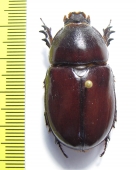 Oryctes boas  Ethiopia - INSECTS-STORE.RU