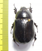 Heteroligus meles, male  Ethiopia - INSECTS-STORE.RU