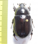 Heteroligus meles, male  Ethiopia - INSECTS-STORE.RU