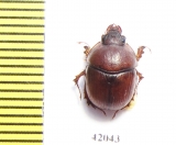 Bolboceratinae sp.  South Africa Rep. - INSECTS-STORE.RU