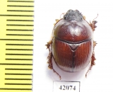 Bolboceratinae sp.  South Africa Rep. - INSECTS-STORE.RU