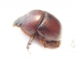 Bolboceratinae sp.  South Africa Rep. - INSECTS-STORE.RU