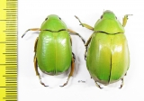 Chrysina karshi, pair  Honduras - INSECTS-STORE.RU