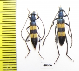 Polyzonus fasciatus  Russia, Far East - INSECTS-STORE.RU