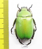 Chrysina peruviana  Mexico - INSECTS-STORE.RU