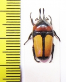 Dicheros bicornis malayanus  Malaysia - INSECTS-STORE.RU