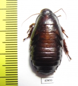 Blattodea sp.  China, Shaanxi  - INSECTS-STORE.RU