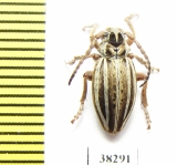 Dorcadion hellmanni  Turkey, Van prov. - INSECTS-STORE.RU