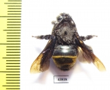 Hymenoptera sp.  Colombia - INSECTS-STORE.RU