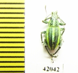 Curculionidae sp.  South Africa Rep. - INSECTS-STORE.RU