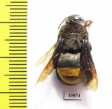 Hymenoptera sp.  Colombia - INSECTS-STORE.RU