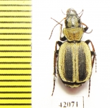 Graphipterus sp.  South Africa Rep. - INSECTS-STORE.RU