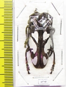Calothyrza margaritifera  Thailand - INSECTS-STORE.RU
